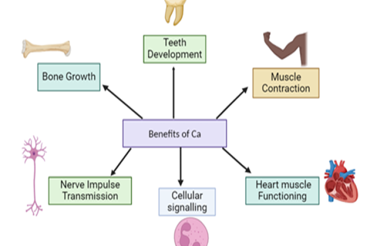 The most common functions of the calcium