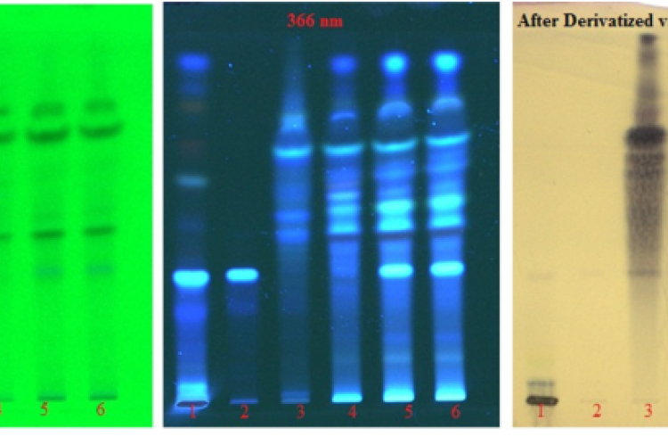 TLC Photodocumentation of Eclipta alba juice, sesame oil, KMT1, KMT2 and KMT3.Track 1-Eclipta alba juice; Track 2-Wedelolactone, Track 3-Raw oil, Track 4-KMT1, Track 5-KMT2, Track 6-KMT3.