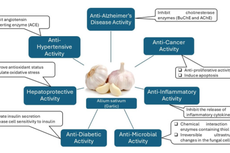 A schematic overview illustrating the diverse pharmacological activities of garlic (Allium sativum) and their underlying mechanisms.[16]