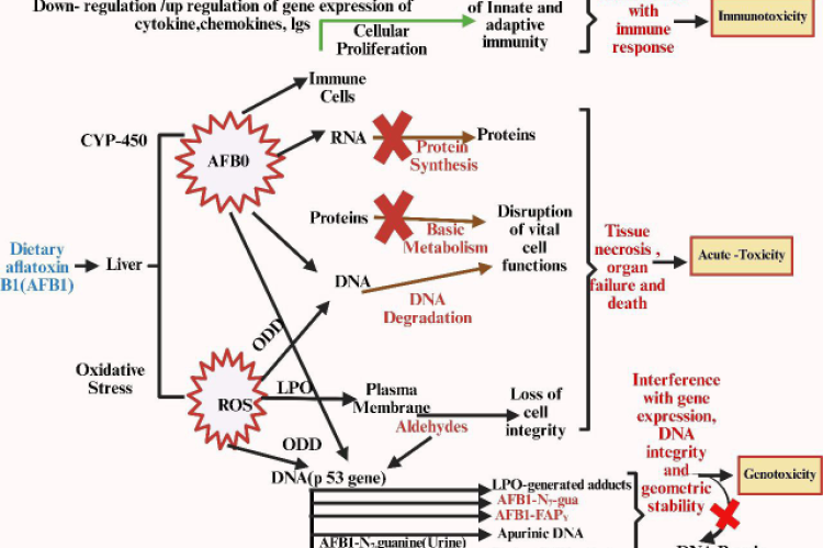 Mechanism of Aflatoxins