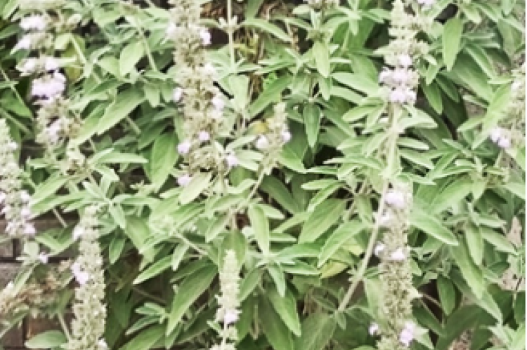 Anisomeles Malabarica.