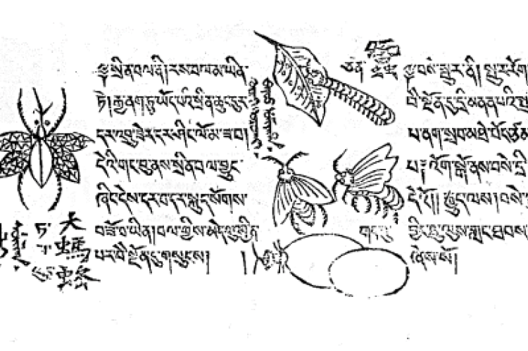 A page from “Beautiful Wondrous Eye Ornament” by Jambaldorj (1851).