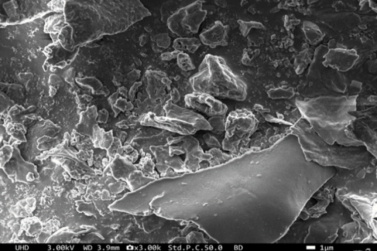 SEM analysis of TQ-ZnNPs revealed crystal-like structure morphology.