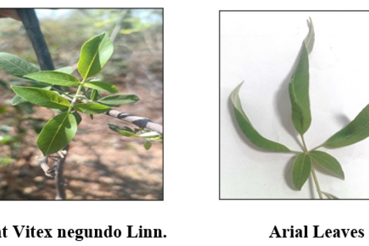 External morphological characteristics of Arial leaf