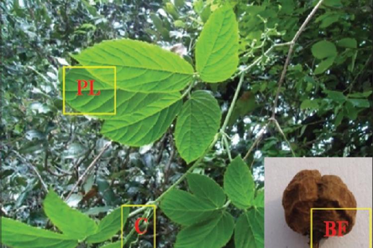 Macroscopic characteristics of Cayratia pedata var. glabra. PL: Pedate Leaf; C: Climber; BF: Bilobed Fruit