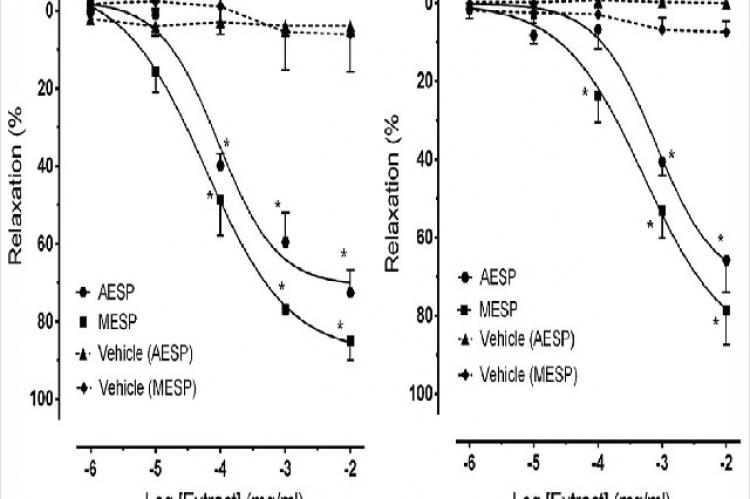 Concentration‑response curve for extracts‑induced relaxations in thoracic aorta rings (n = 5) of (a) Wistar‑Kyoto and (b) spontaneously hypertensive rats which were precontracted using phenylephrine (1 µM). Relaxation (%): Percent relaxation (mean ± standard error of mean), AESP: Aqueous extract of Syzygium polyanthum leaves, MESP: Methanolic extract of Syzygium polyanthum leaves. *P < 0.001, extract versus vehicle