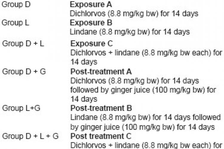 Dichlorvos and lindane induced oxidative stress in rat brain: Protective effects of ginger