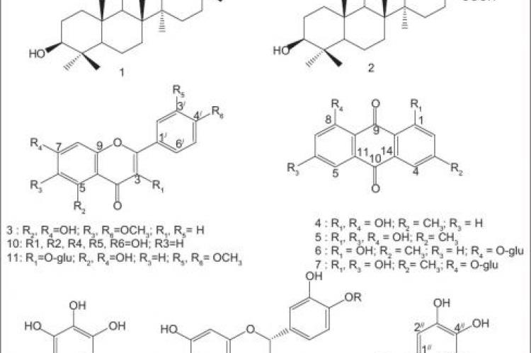 Chemical constituents of Phragmanthera austroarabica A. G. Mill and J. A. Nyberg with potent antioxidant activity