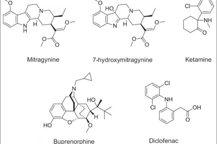 Effects of mitragynine and 7‑hydroxymitragynine (the alkaloids of Mitragyna speciosa Korth) on 4‑methylumbelliferone glucuronidation in rat and human liver microsomes and recombinant human uridine 5’‑diphospho‑glucuronosyltransferase isoforms