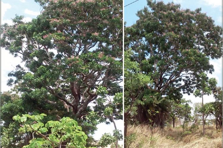 Pterodon emarginatus, sucupira tree, native of the Brazilian Savannah (“Cerrado”)