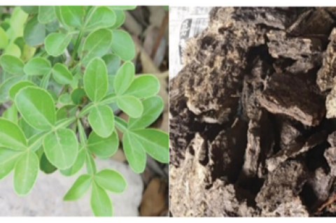  Limonia acidissima (A) Leaf (B) Bark (C) Fruit and Flower