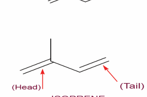  Structure of Isoprene Unit and combining of units of isoprene as described in method head to tail