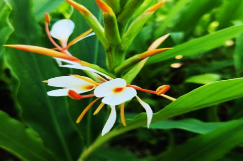 Hedychium spicatum Buch-Ham Plant