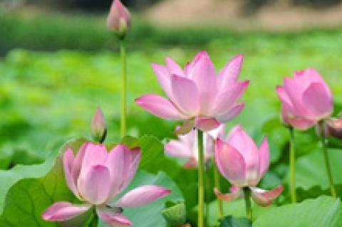 Nelumbo nucifera