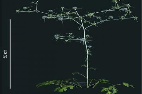 Flowering plant of Eryngium caucasicum (cf. ref. 6).