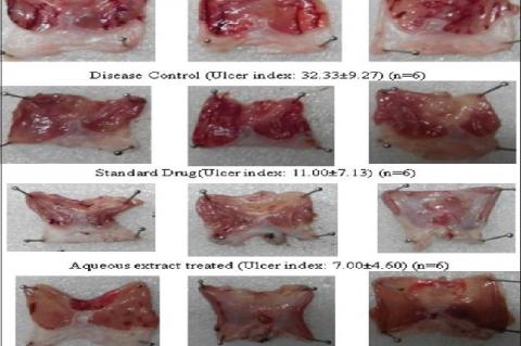 Lesions in the stomach of rats