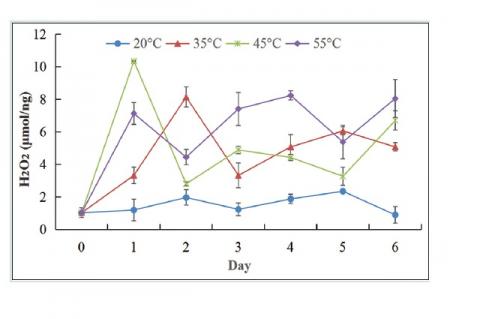 Mount of H2O2 changed under high temperature. The 0 day and 20°C had not altered the H2O2, the high temperature increased the H2O2 remarkably, with a tendency of increases first, then decreases, but still with a higher level than the 0 day. Among them, the 55°C had the highest contents