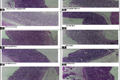 Photomicrographs of stomach sections of different treatment groups stained by H and E