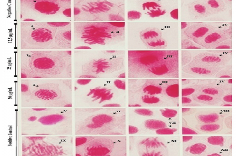 Photomicrographs of the cell division phases of meristematic cells