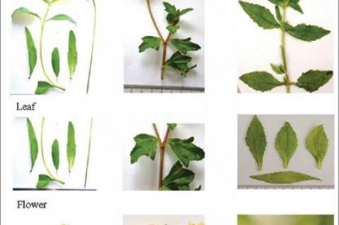 Corrected and Republished: Comparative Botanical and Phytochemical Studies of Ambiguous Medicinal Plant Species of Wedelia and Eclipta (Fam. Asteraceae) Used in ASU Systems of Medicine with Special Reference to in-silico Screening of Hepatoprotective Pote