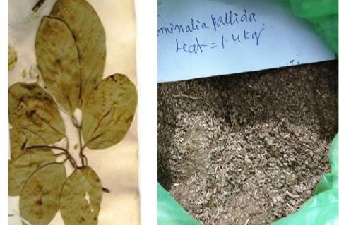 Plant material of T. pallida Brandis a) Plant leaf b) Leaf powder.