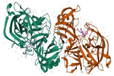 Three-dimensional illustration of the Hepatitis C viral -polymerase (PDB-3MWV)