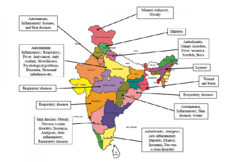 Ethnomedicinal uses of Ashwagandha leaf in India.