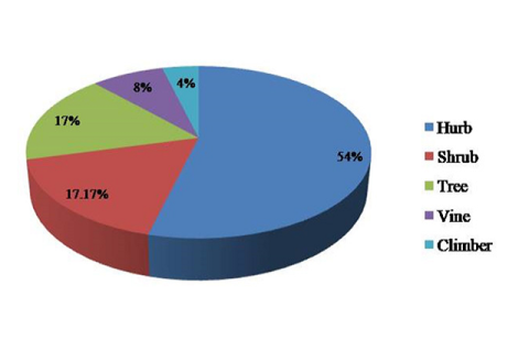 Percentage of habit types of total studied plant specimens used to treat ENT diseases.