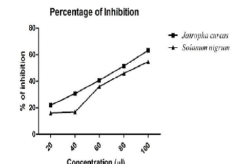 DPPH assay result for the percentage of inhibition of the latex of Jatropha curcas and the leaf extract of Solanum nigrum.