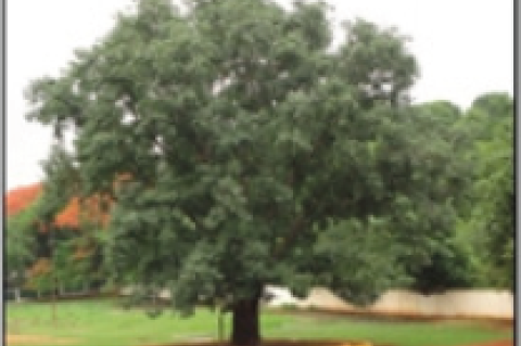 Ficus religiosa plant