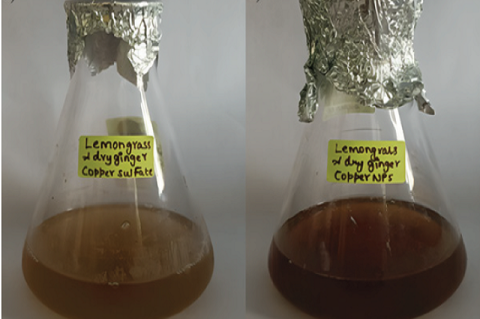 Visual observation of CuONPs synthesized using Lemongrass and Dry ginger (a) Initial colour change (b) Final colour change.