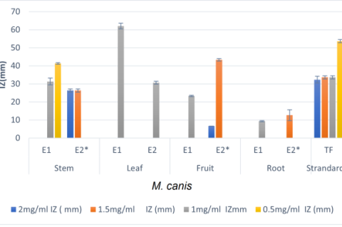 Antidermatophytic activity of flavonoids of Euphorbia hirta against M. canis. Inhibition zone (mm) of extracts from Euphorbia hirta against M. canis; Tested concentrations of extract against M. canis are 2 mg/ mL, 1.5 mg/mL, 1 mg/mL, 0.5 mg/mL.