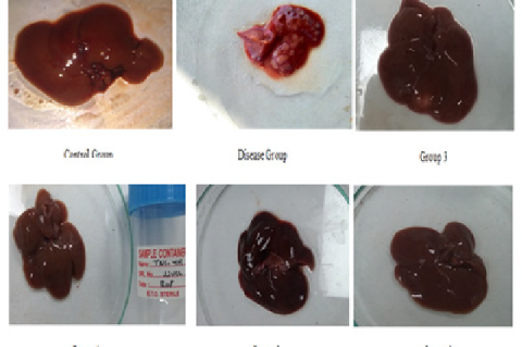 Gross liver necrosis in various groups.