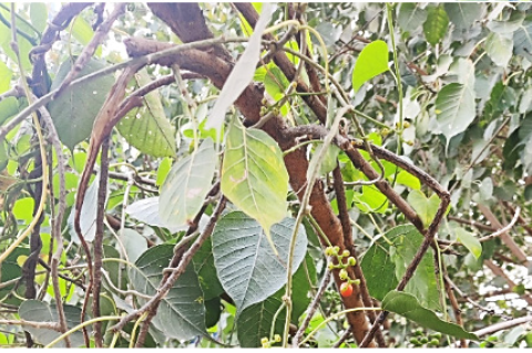 plant with flower.