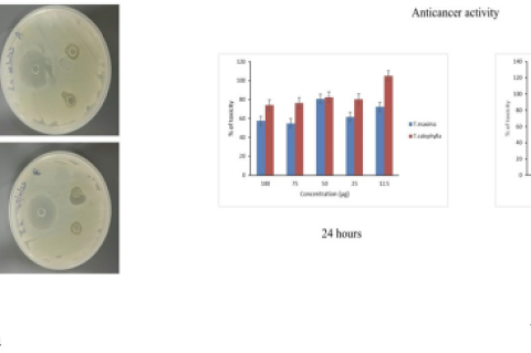 A) Antibacterial Activity Against E. coli and S. aureus Zones of inhibition from agar well diffusion assay, demonstrating significant antibacterial activity of the extracts at 10 mg and 20 mg concentrations. B) Anticancer Activity on MCF-7 Cells (MTT Assay) MTT assay showing dose-dependent reduction in MCF-7 cell viability following 24 hr and 48 hr treatment with extracts. Strong cytotoxic effect noted even at low concentrations (12.5 μg).