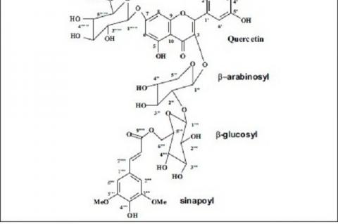 Isolation and identifi cation of a new fl avonoid glycoside from Carrichtera annua L. seeds