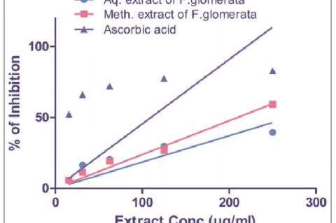 Free radical scavenging activity of aqueous and methanol extract of leaf galls of F. glomerata. ascorbic acid is included as positive control. Activity was measure by the scavenging of DPPH radicals and expressed as percent inhibition. Each value is expressed as the mean ± standard deviation
