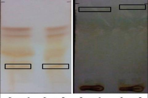 Thin layer chromatography of the extracts