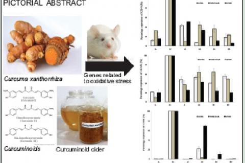 Efficacy of Oral Curcuminoid Fraction from Curcuma xanthorrhiza and Curcuminoid Cider in High‑cholesterol Fed Rats