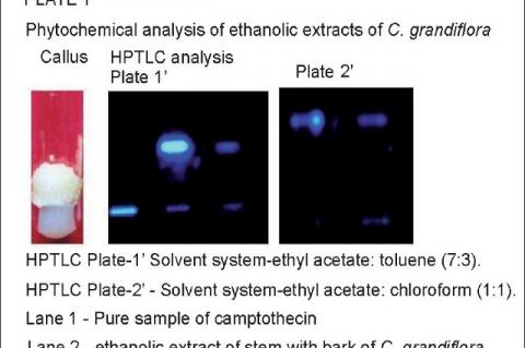 HPTLC analysis of ethanolic extracts of Chonemorpha grandiflora