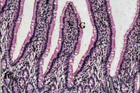 A photomicrograph of the control group of normal ileum mucosa showing its characteristic layers