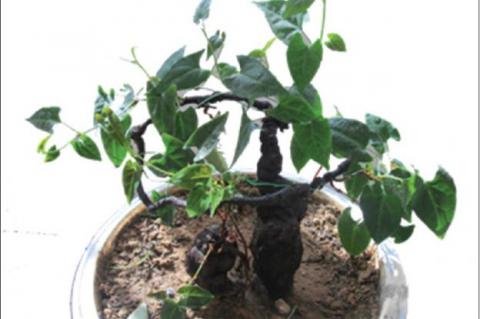 Review of clinical studies of Polygonum multiflorum Thunb. and its isolated bioactive compounds