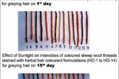 Study of colouring effect of herbal hair formulations on graying hair