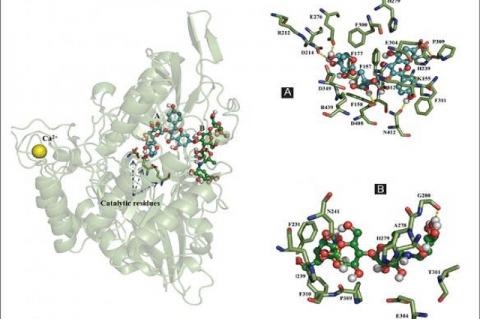 Binding mode of rutin (A) and acarbose (B) inside of the active site of α-glucosidase
