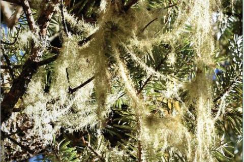 Secondary Metabolites from Lichen Usnea longissima and its Pharmacological Relevance