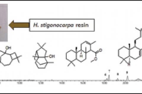 Cytotoxic Action and Proliferation in vitro and Analgesic Activity in vivo of Resin from Hymenaea stigonocarpa
