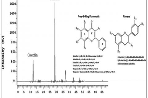 HPLC chromatogram and chemical structure of free-B-ring flavonoid (baicalin) and flavan (catechin). The flavonoids were 