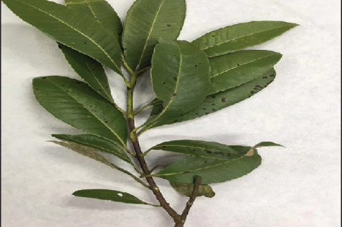 Sample of Pimenta pseudocaryophyllus leaves