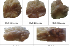 Effect of H. madagascariensis leaf extract on ethanol-induced gastric ulcer in rats