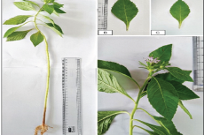 A: Macroscopy: entire plant, B: Macroscopy: leaf length, C: Macroscopy: leaf breadth, D: Macroscopy: inflorescence.